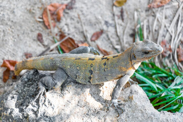 Iguana lizard gecko reptile on rock stone ground in Mexico.