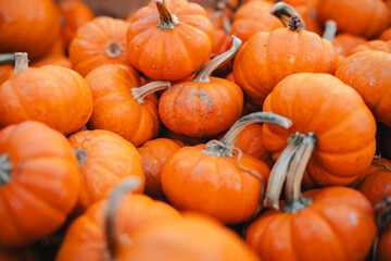 Baby Pumpkins Close Up 1