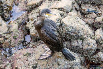 Fototapeta premium Shag sea bird resting on rocks