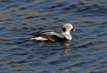 Male long tailed duck swimming in the blue sea