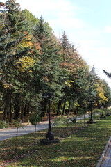 A park with trees