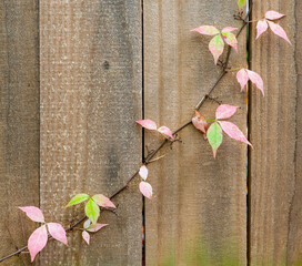 Viginia creeper growing on fence in autumn in central Virginia - obrazy, fototapety, plakaty