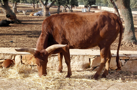 A brown cow with long horns stands in a field