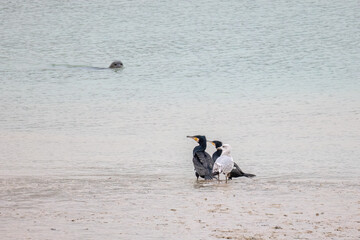 Harbour Seal Watching Seabirds