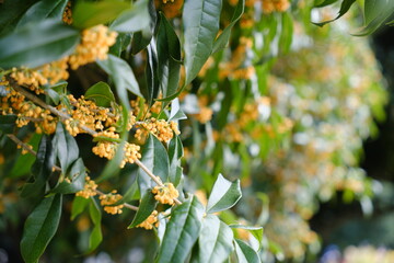 キンモクセイ　fragrant olive (Osmanthus fragrans var. aurantiacus)