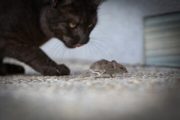 Cat hunting mouse