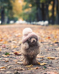 a little dog in a knitted hat in the park