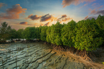 Mangrove forests and coasts of Thailand,beautiful scenery of mangrove forest in thailand,mangrove...
