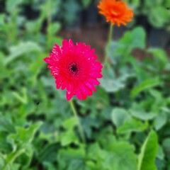Fresh rosebuds on a rose bush in a botanical garden or park in spring or summer. The buds are...