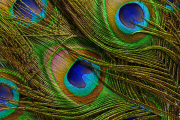 macro peacock feather,Background with peacock feather macro texture, multicolored