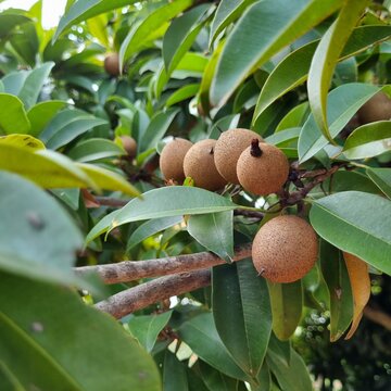 Sweet and delicious chico manilkara sapota