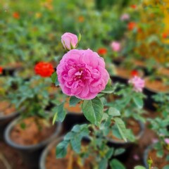 Fresh rosebuds on a rose bush in a botanical garden or park in spring or summer. The buds are...