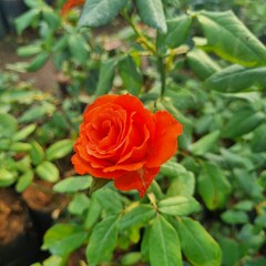 Fresh rosebuds on a rose bush in a botanical garden or park in spring or summer. The buds are...