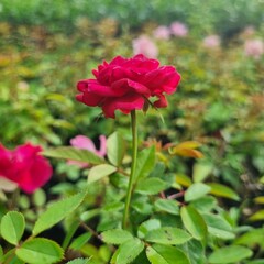 Fresh rosebuds on a rose bush in a botanical garden or park in spring or summer. The buds are...
