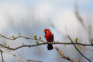A male Northern Cardinal sits on a branch. These vibrant birds call Iowa home year-round.