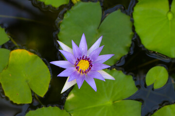 Top view at blue water lily flower (Nymphea caerulea) on natural pond background with leaves