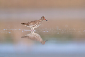 Fine art portrait of redshank at sunrise (Tringa totanus)