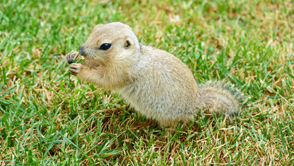 Naklejka na ściany i meble A ground squirrel eating grass