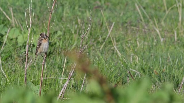 Hunting in the meadow, the winchat male (Saxicola rubetra)