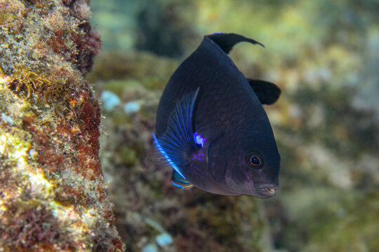 A small black fish with bluish tones is stirring near its home, its sea environment on the reef, just a few metres from the surface.