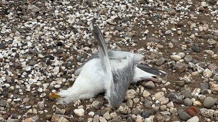 Verendete Möwe in einer Bucht am Strand zwischen Kieselsteinen und Muscheln Todesursache unbekannt
