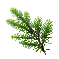 Branch of a fir on white background