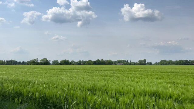 Seichte Briese weht &uuml;ber ein Feld, den noch gr&uuml;nen und unreifen Weizen an einem sonnigen Tag