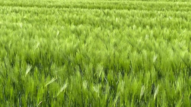 Seichte Briese weht &uuml;ber ein Feld, den noch gr&uuml;nen und unreifen Weizen an einem sonnigen Tag