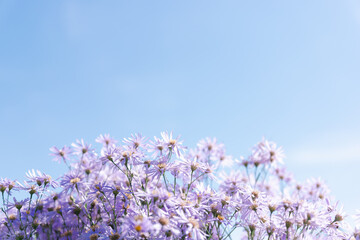 푸른하늘과 개미취