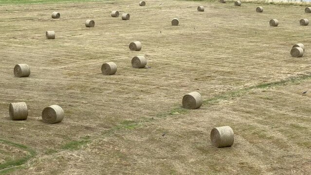 Viele Heuballen liegen bereit zur ernte auf einer weitl&auml;ufigen Wiese nahe dem Rhein