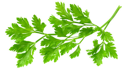 Branch of fresh green parsley isolated on white background.