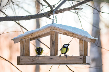 Feeding birds in winter. Cute garden birds Great Tits eat nutritious seeds from wooden feeder.