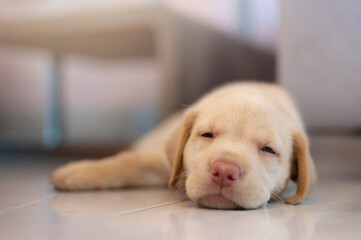 Cute dreaming labrador puppy