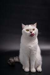 White cat sticking his tongue out at the camera and sitting on black background.