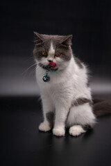 Fototapeta premium White cat sitting and sticking his tongue out at the camera and sitting on black background.