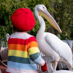 Colourful pelicans with long beaks in St James's Park, London UK. 