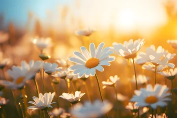 Poster realistic Idyllic daisy bloom in spring summer autumn season with yellow sun ray in evening or morning © Prasanth