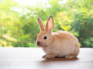 Baby orange rabbit sitting on wooden planks with green nature background.