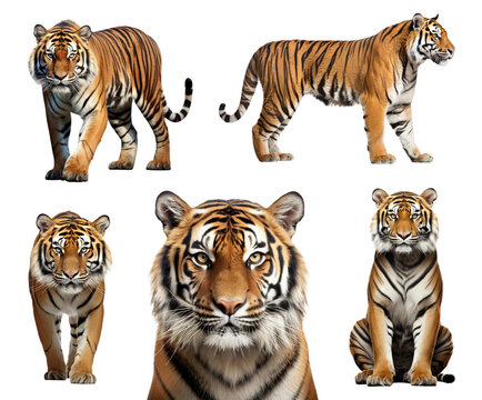 Tiger Different Shot Set Isolated on Transparent Background

