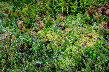 Cranberry bush with ripe cranberries merged with other wetland plants in nature.