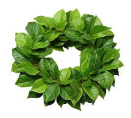 wreath of fresh green laurel leaves, isolated