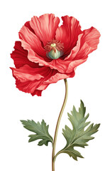 Common Poppy Flower Isolated on Transparent Background

