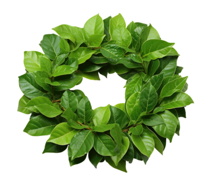 wreath of fresh green laurel leaves, isolated - Powered by Adobe