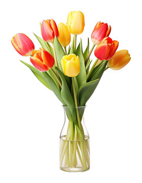 Tulips On Vase Isolated on Transparent Background
