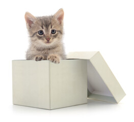 Kitten in cardboard box.