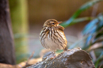  Olive-backed Pipit (Anthus hodgsoni) - Small Bird with Streaked Plumage and Olive-green Back