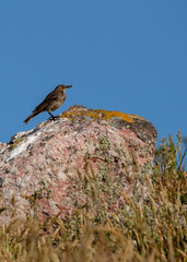 Rock Pipit (Anthus petrosus) - Small Brown Bird with Streaked Plumage