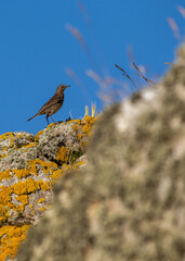 Rock Pipit (Anthus petrosus) - Small Brown Bird with Streaked Plumage