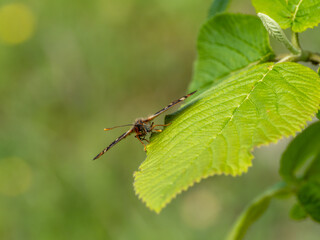 Marsh Fritillary Butterfly With its Wings Open