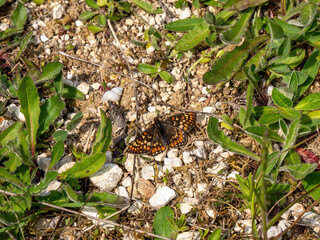 Marsh Fritillary Butterfly With its Wings Open